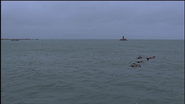 Barnacle Goose - ML459248