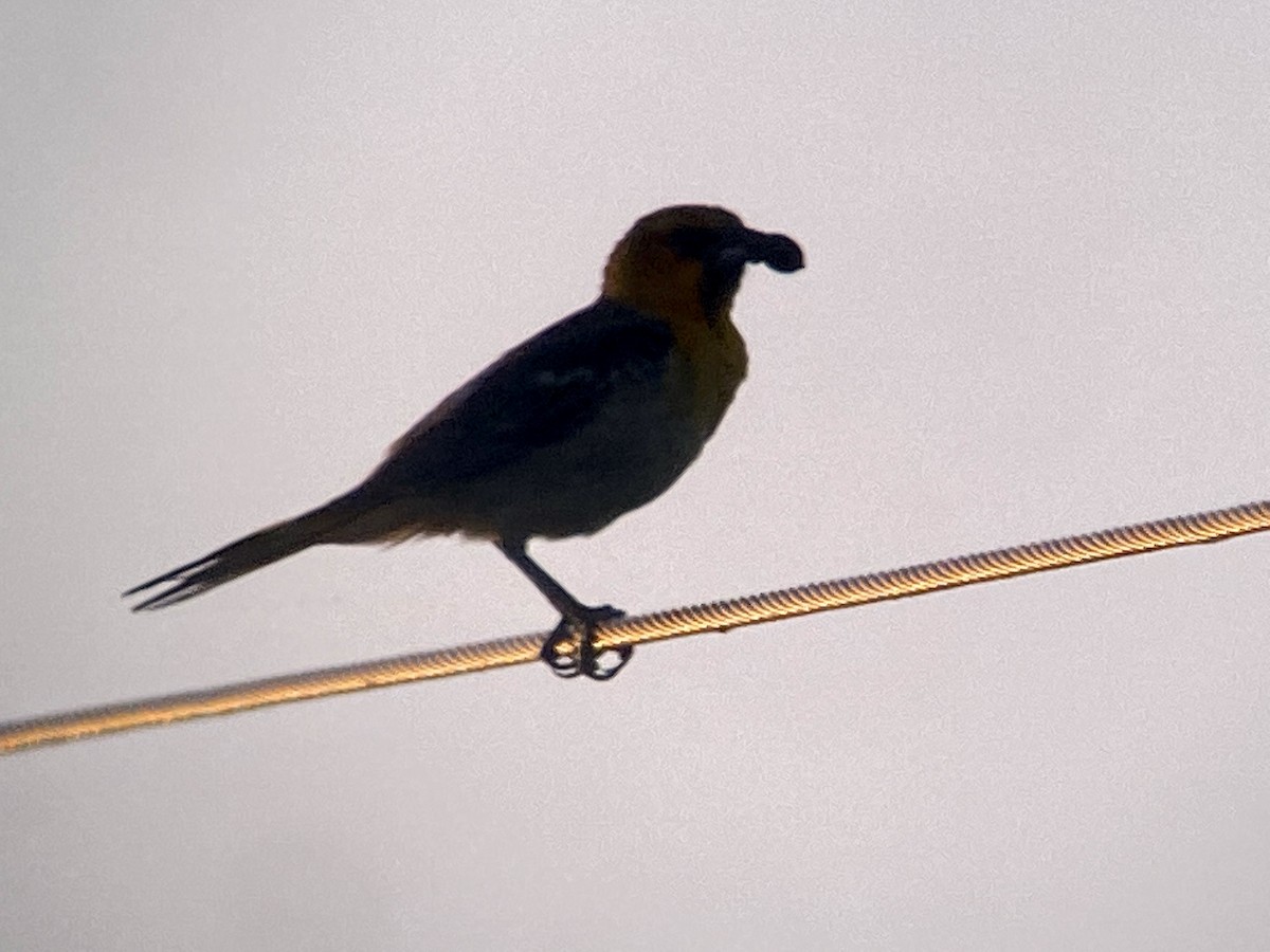 Bullock's Oriole - ML459248471