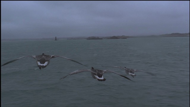 Barnacle Goose - ML459249