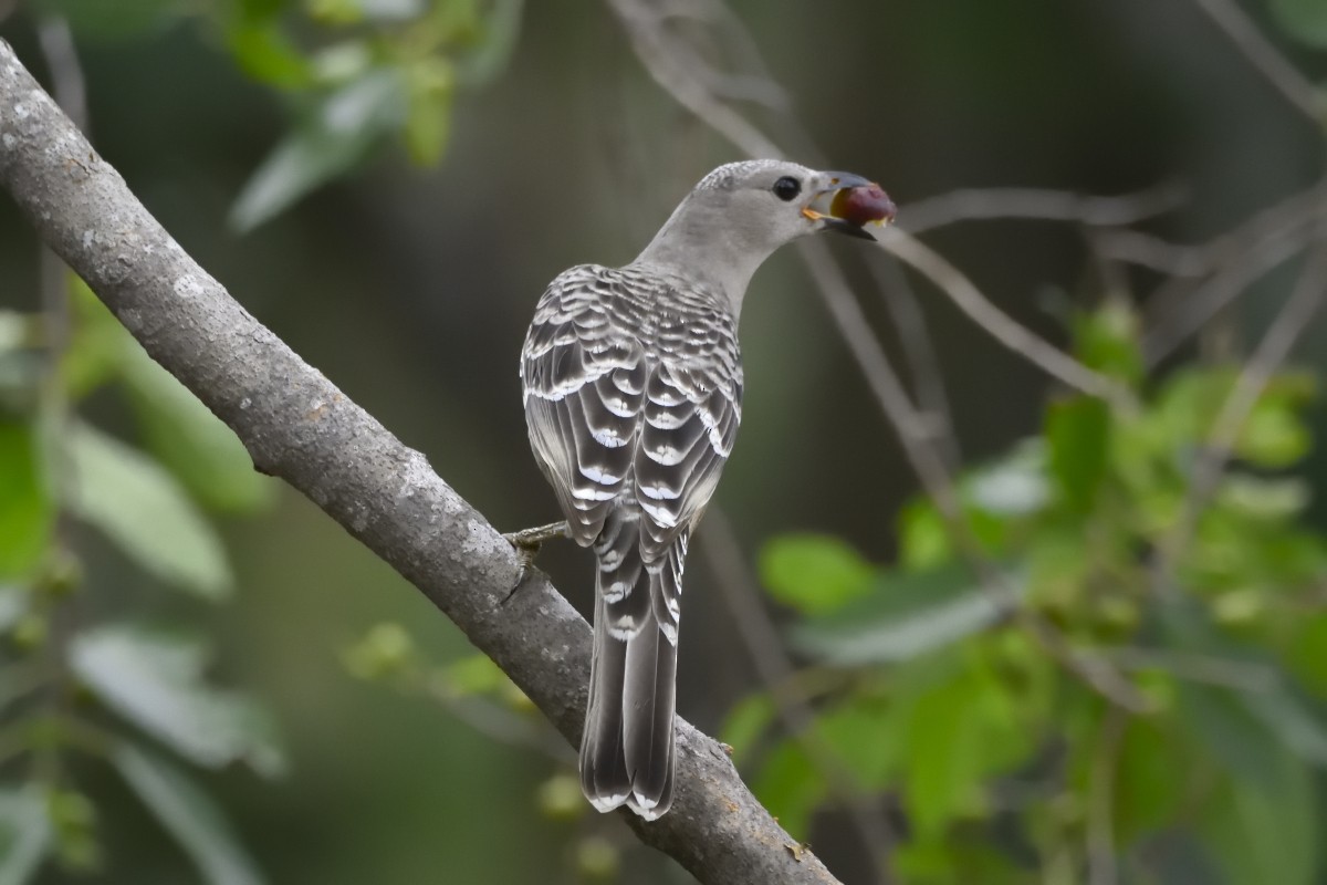 Great Bowerbird - Anthony Katon