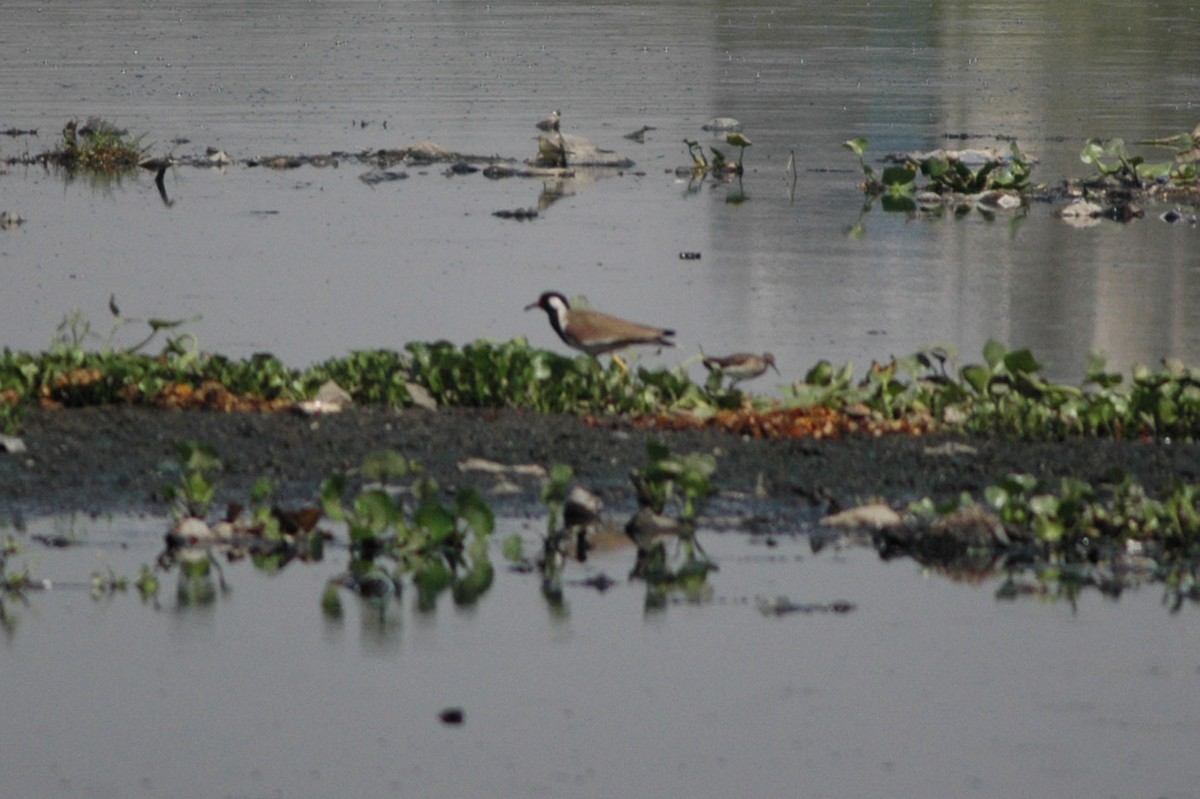 Red-wattled Lapwing - ML45925061