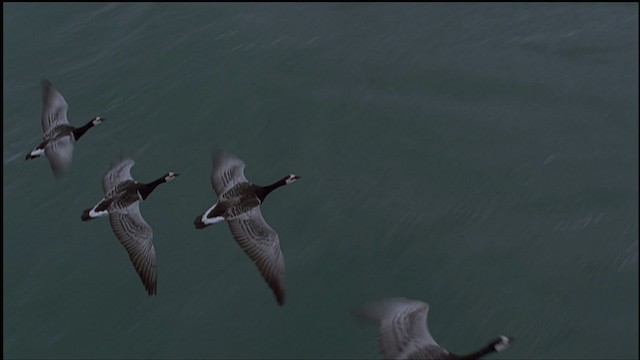 Barnacle Goose - ML459251