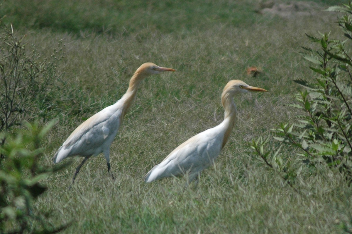 Eastern Cattle Egret - ML45925181