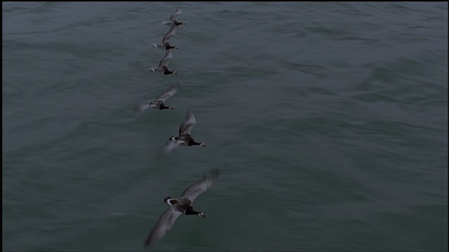 Barnacle Goose - ML459252