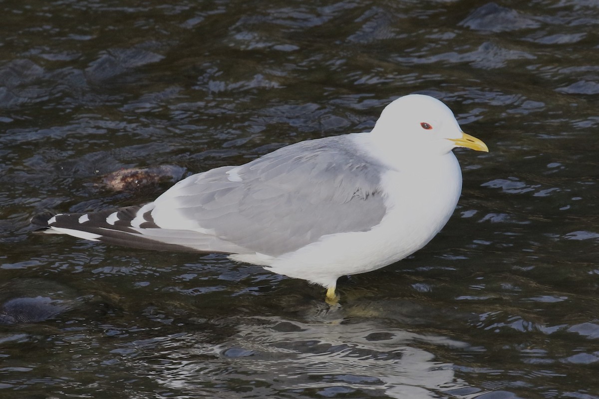 Short-billed Gull - ML459252441