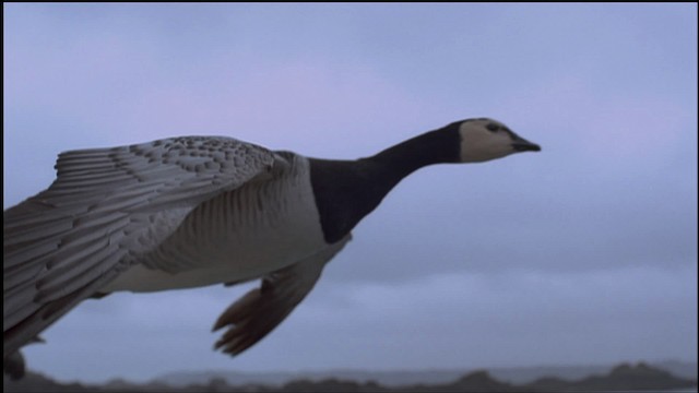 Barnacle Goose - ML459253