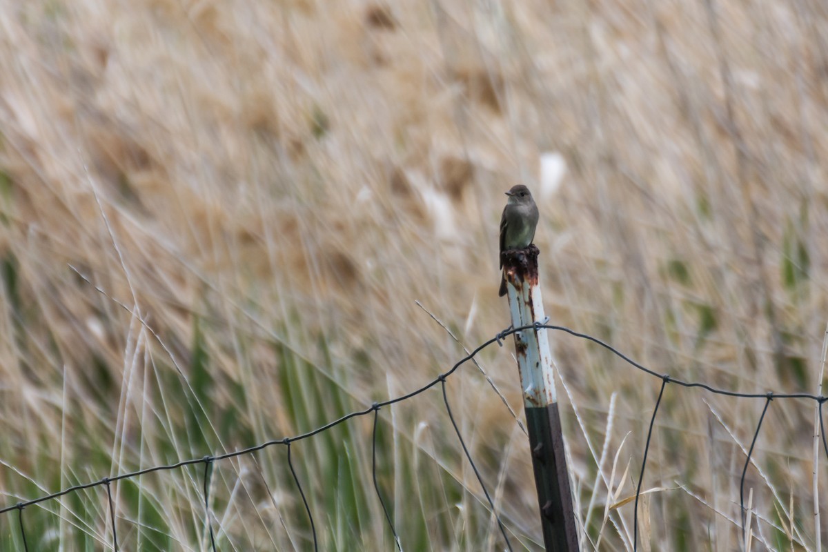 Western Wood-Pewee - ML459253071