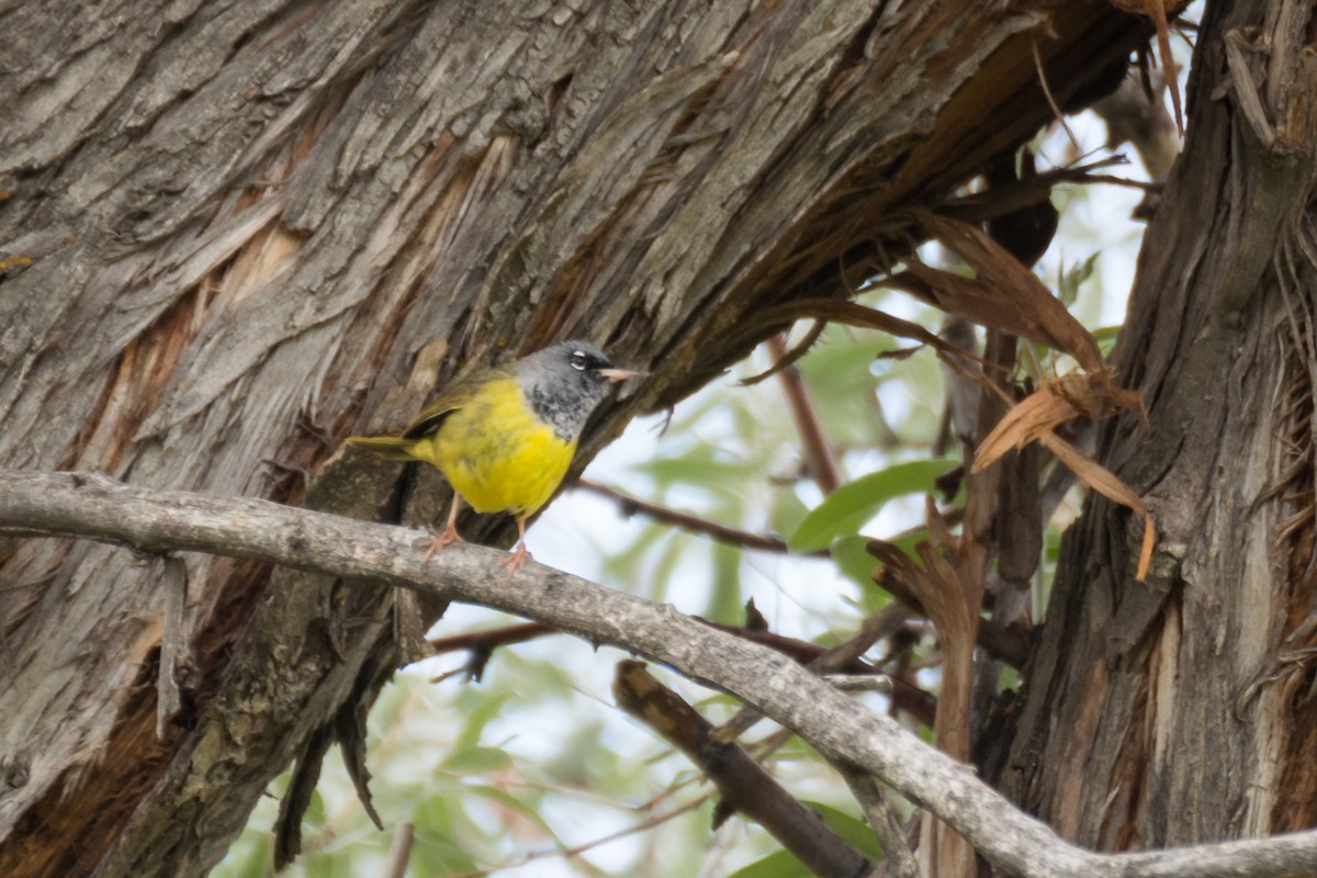 MacGillivray's Warbler - ML459253381