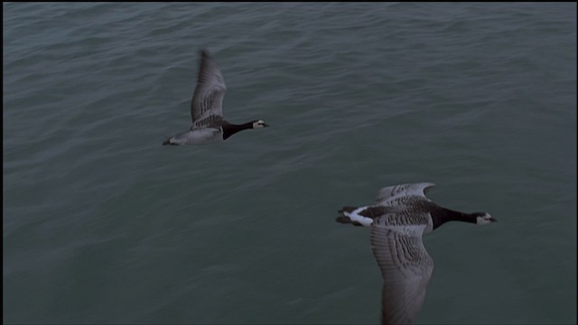 Barnacle Goose - ML459254