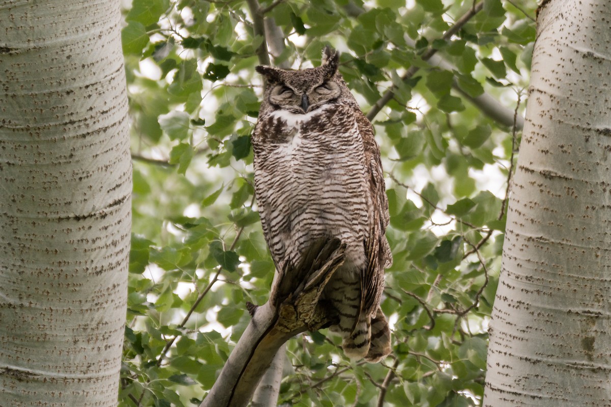 Great Horned Owl - ML459254231