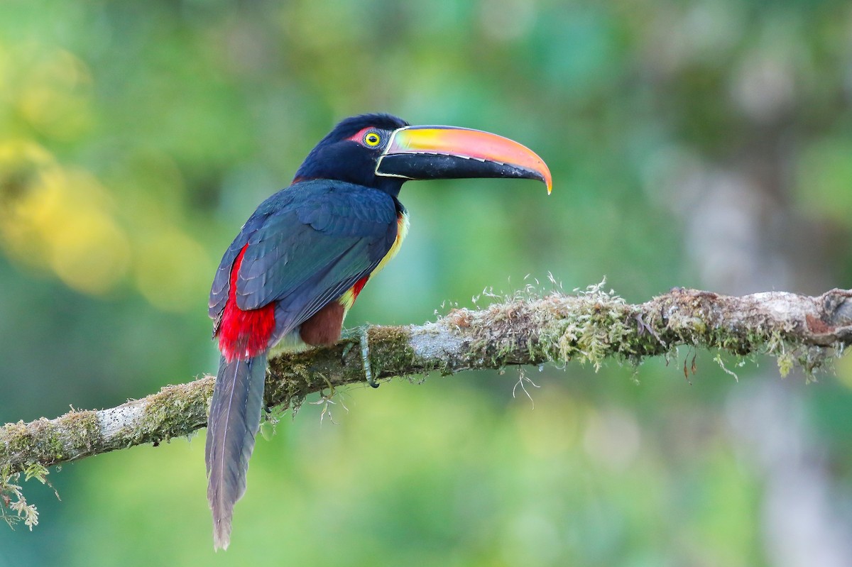 Fiery-billed Aracari - ML459254471