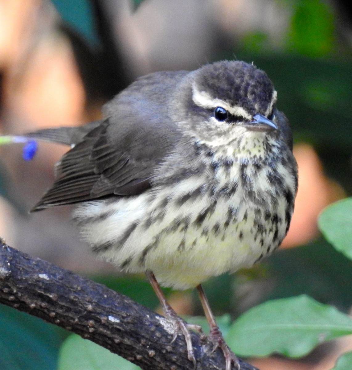 Northern Waterthrush - ML45925451