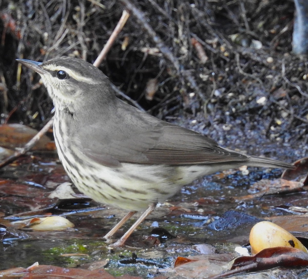 Northern Waterthrush - ML45925461