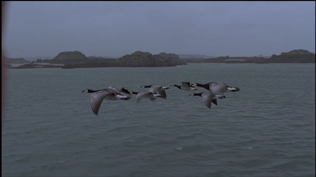 Barnacle Goose - ML459255