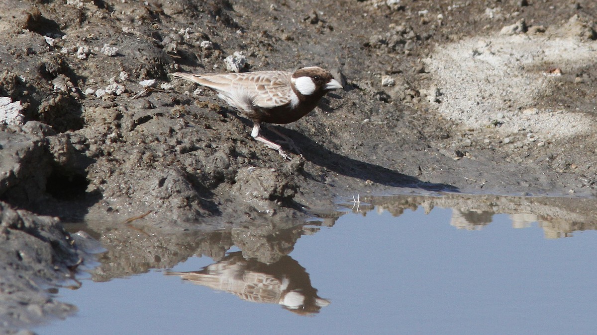 Gray-backed Sparrow-Lark - ML45925571