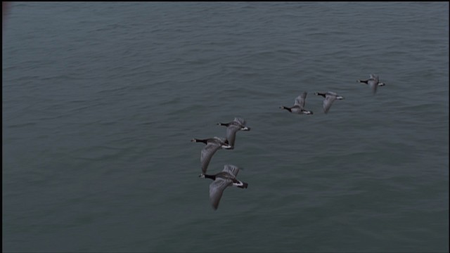 Barnacle Goose - ML459256