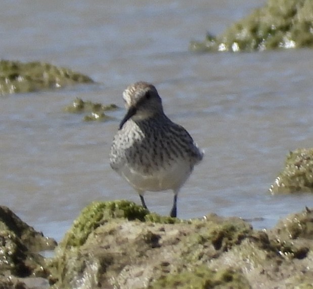 Weißbürzel-Strandläufer - ML459256771