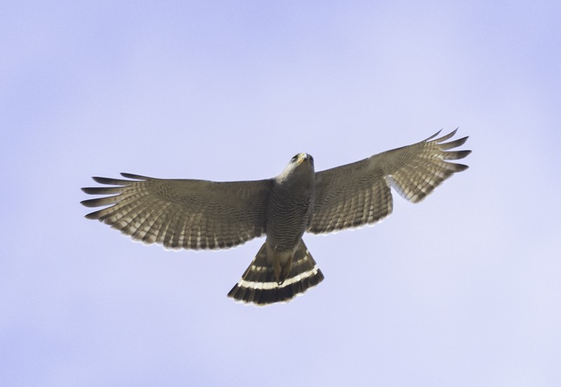 Gray Hawk - ML459256911