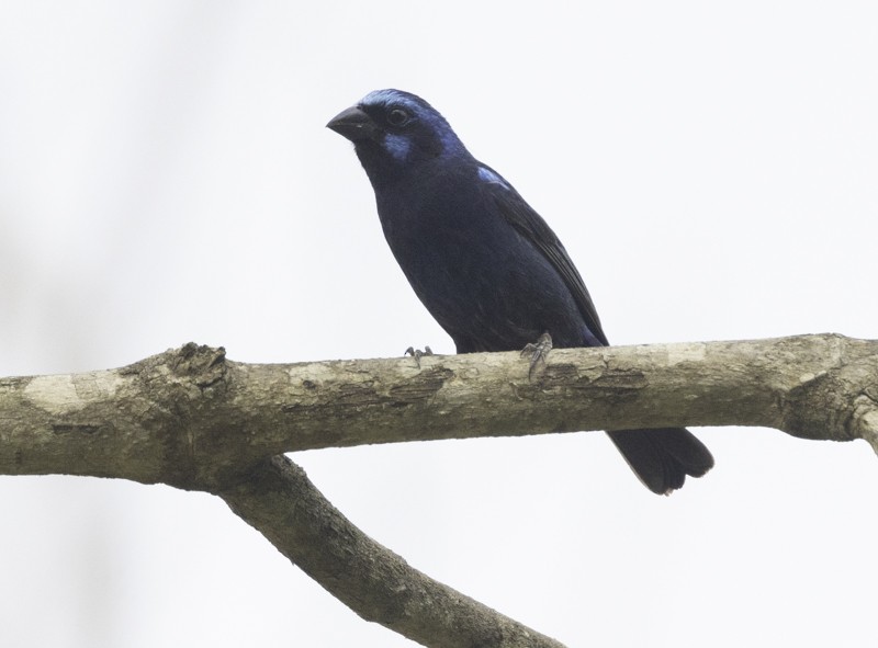Blue Bunting - ML459256931