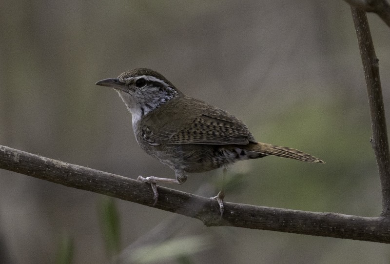 Sinaloa Wren - ML459256971