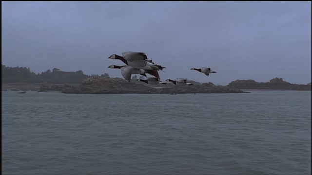 Barnacle Goose - ML459257