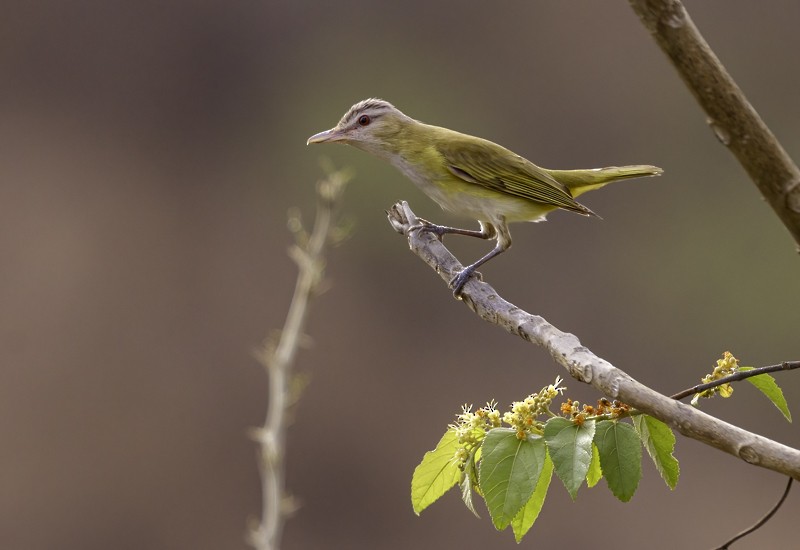 Yellow-green Vireo - ML459257001