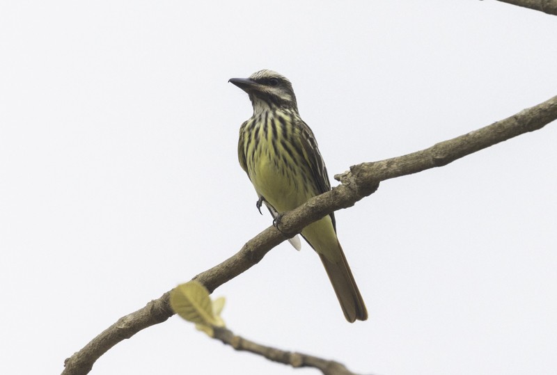 Sulphur-bellied Flycatcher - ML459257021