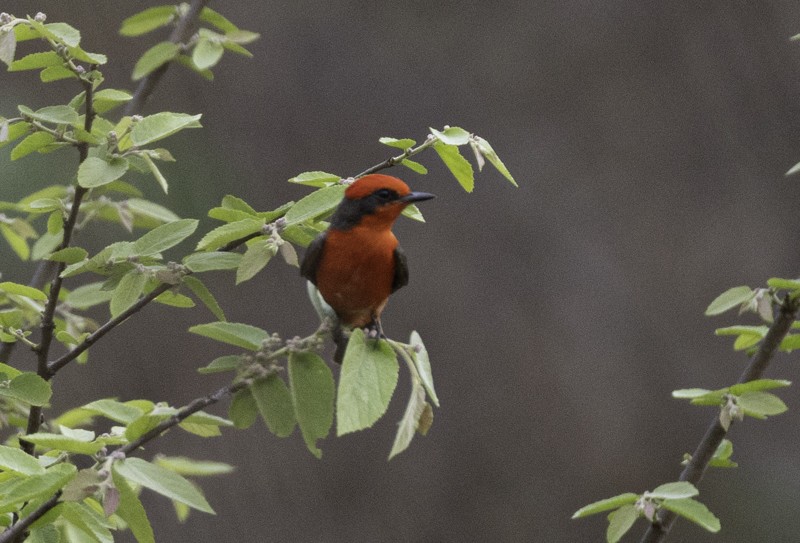 Vermilion Flycatcher - ML459257071