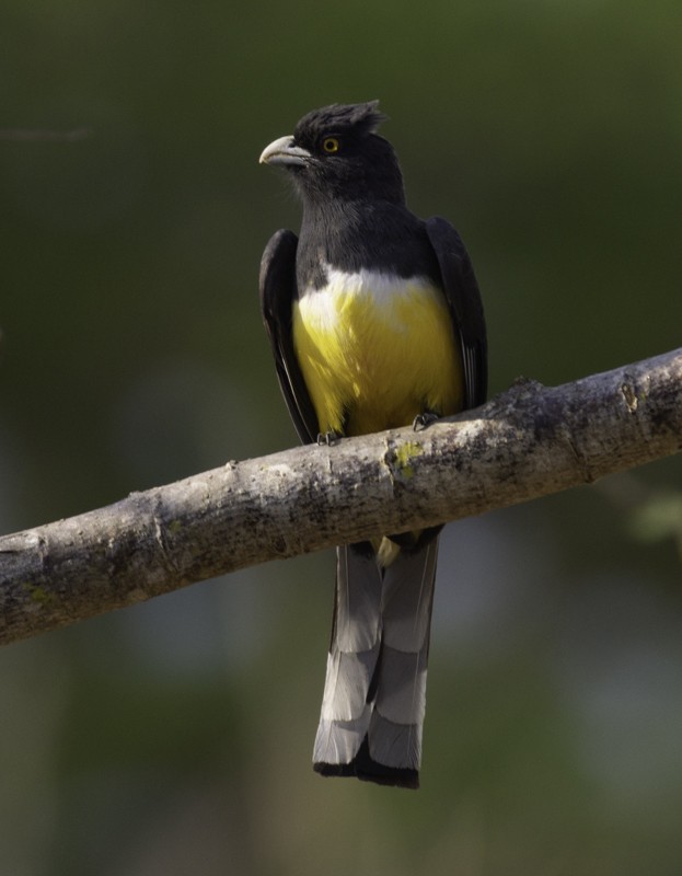 Citreoline Trogon - ML459257101