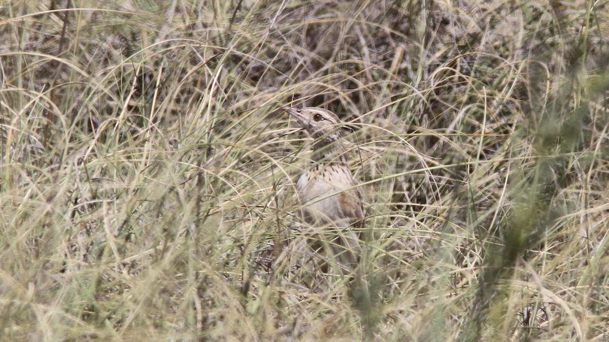 Eastern Clapper Lark - ML45925781