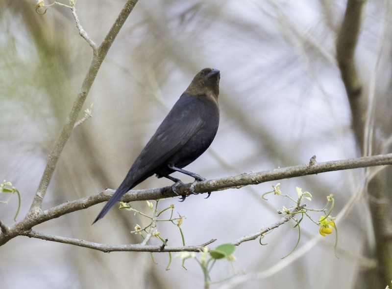 Tordo Cabecipardo - ML459257971