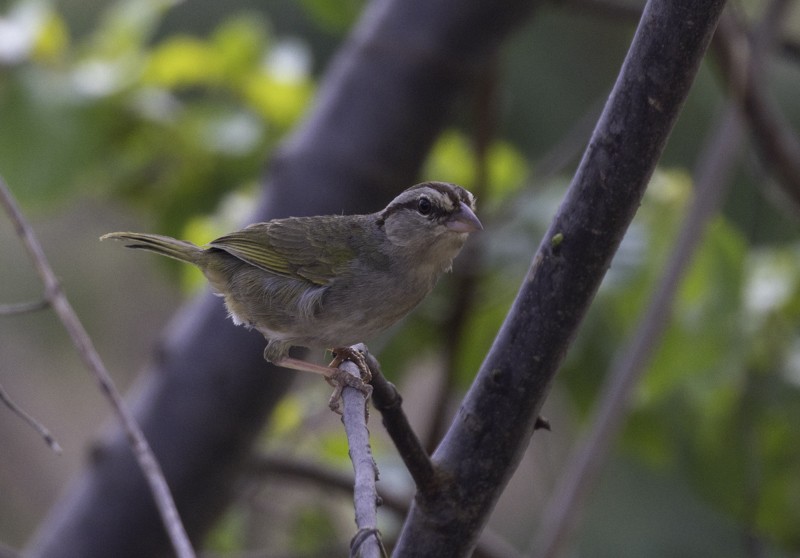Olive Sparrow - ML459258021