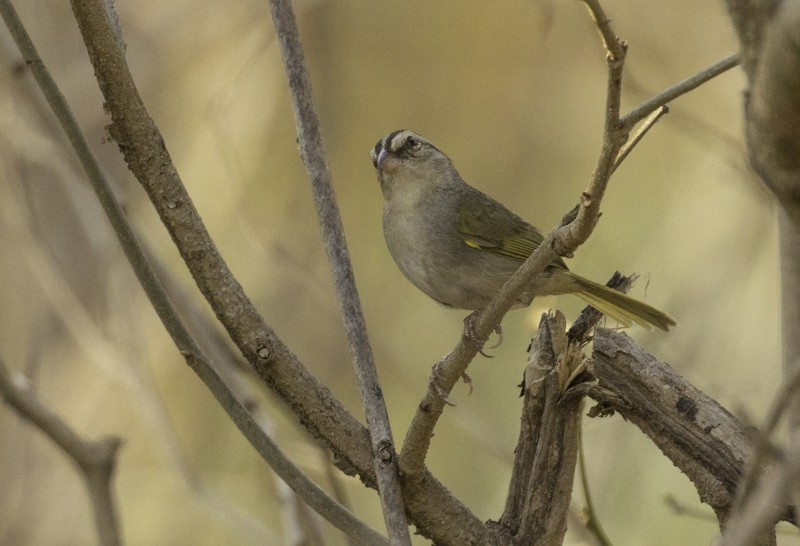 Olive Sparrow - ML459258031