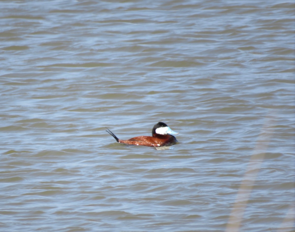 Ruddy Duck - ML459258731