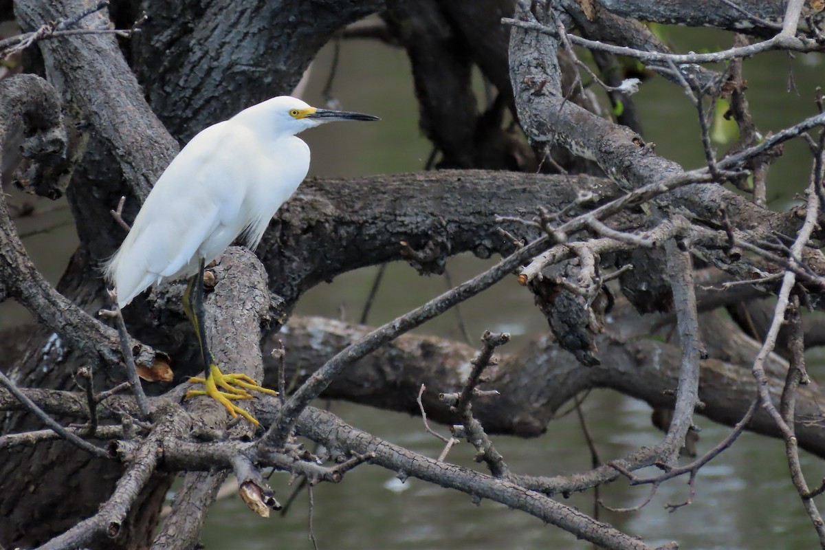 Snowy Egret - Susan Young