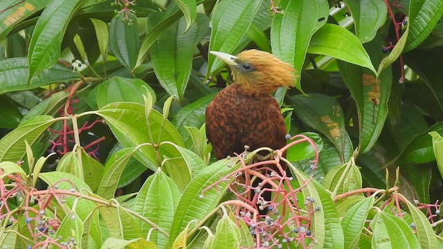 Chestnut-colored Woodpecker - ML459259421