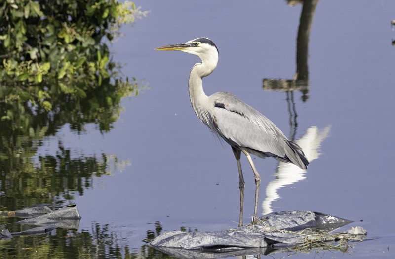 Great Blue Heron - ML459259751