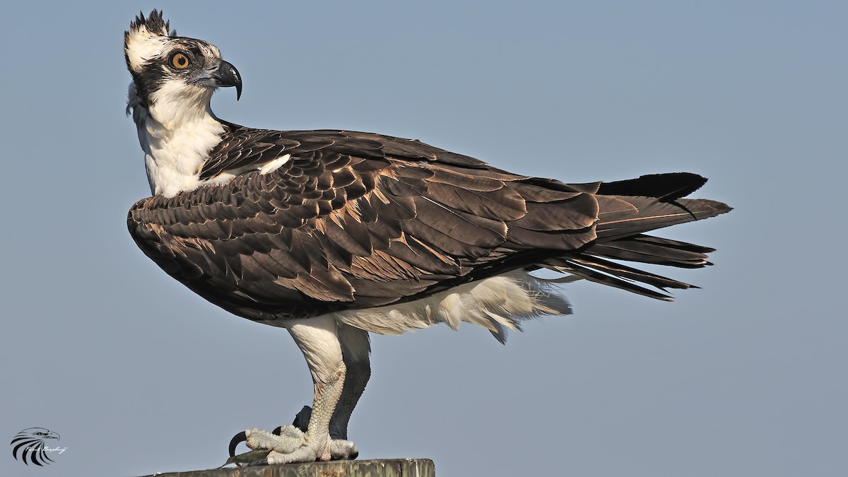 Águila Pescadora - ML45925991