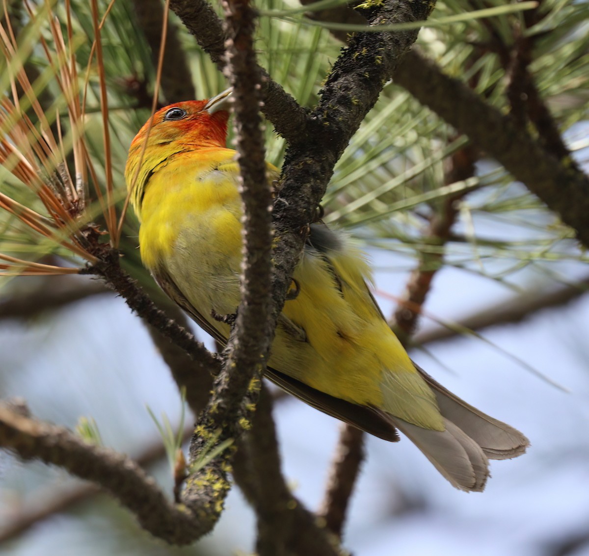 Western Tanager - ML459259961