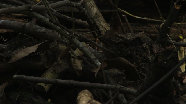 Winter Wren - ML459260