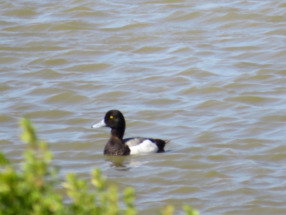 Greater Scaup - Al Zerbe