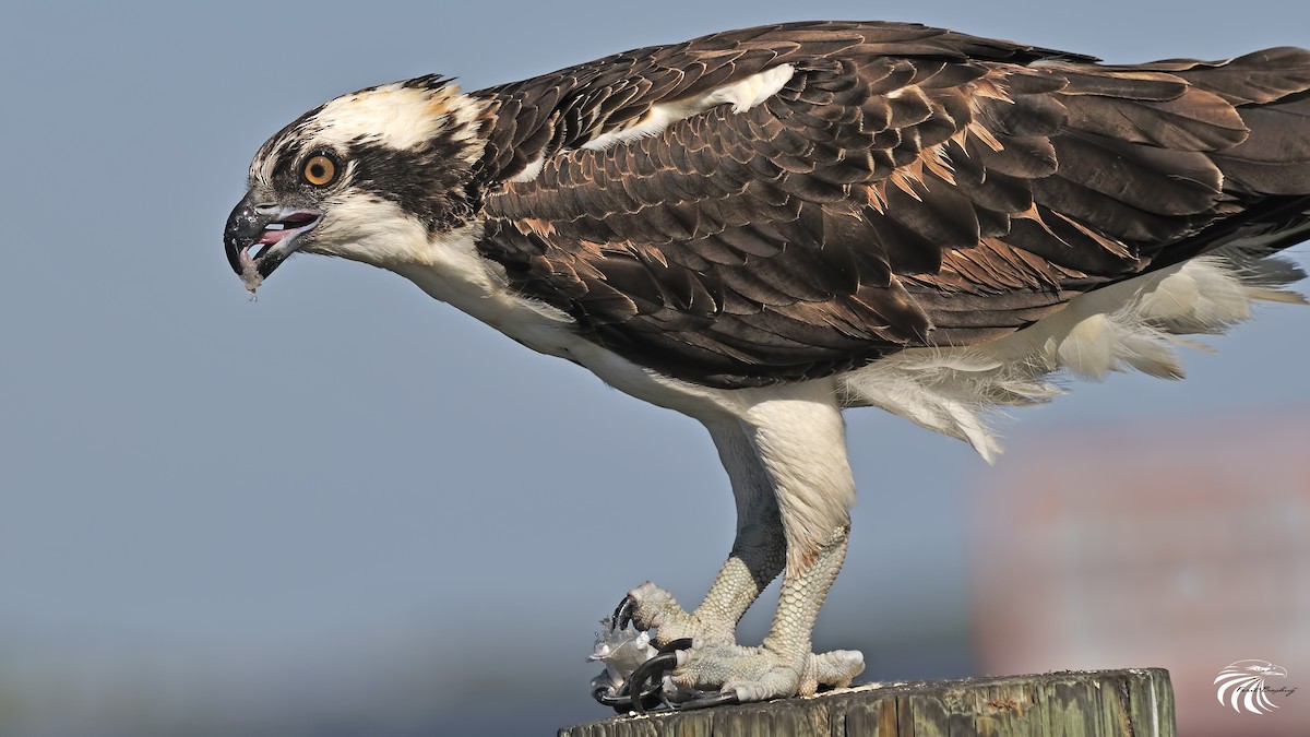 Águila Pescadora - ML45926011