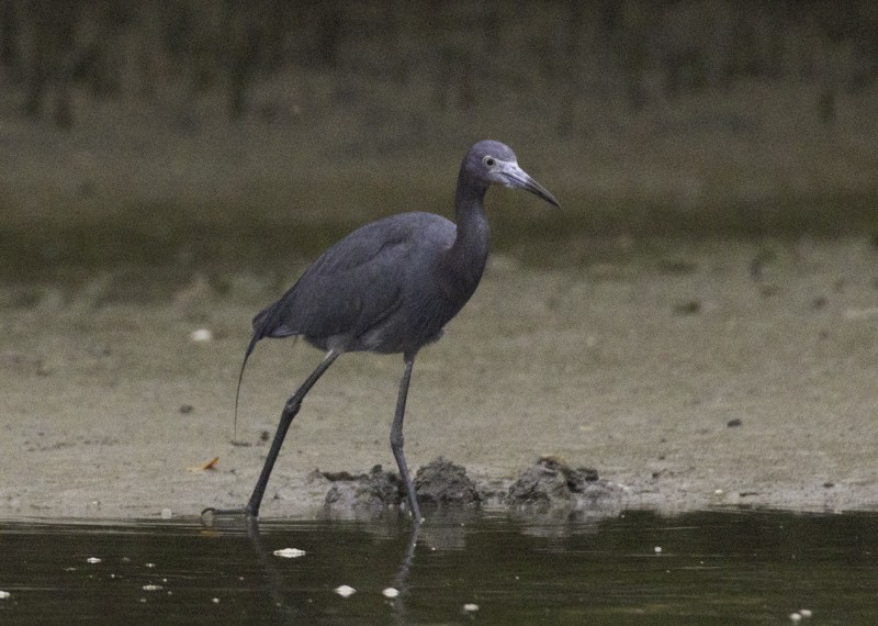 Little Blue Heron - ML459260131