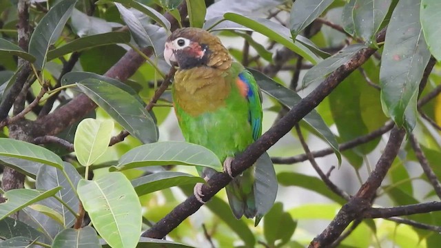 Brown-hooded Parrot - ML459260441