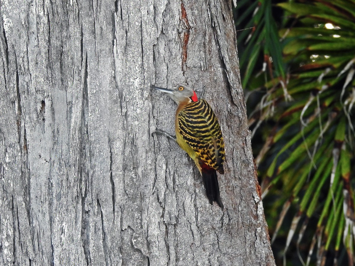 Hispaniolan Woodpecker - ML459260751