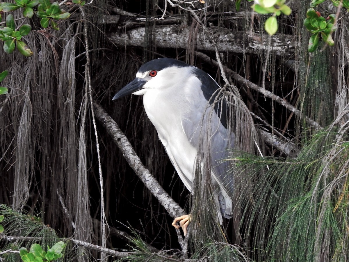 Black-crowned Night Heron - ML459260821