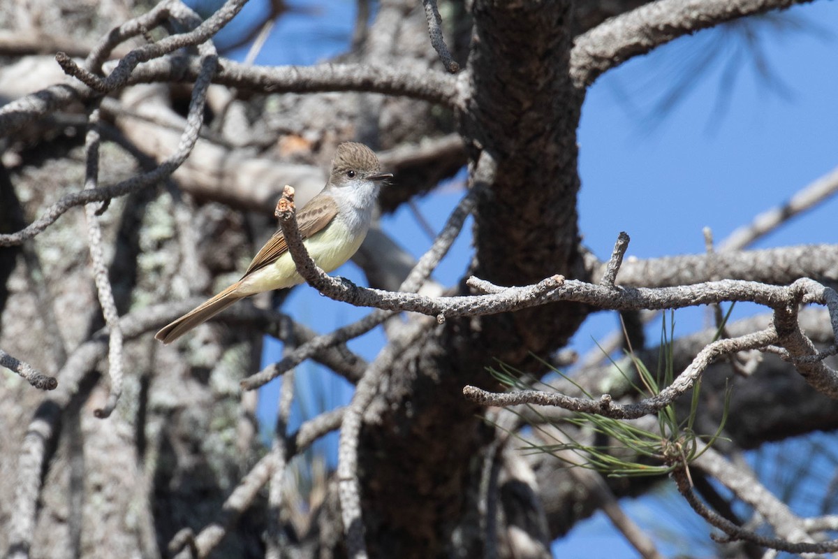 Dusky-capped Flycatcher - ML459261221