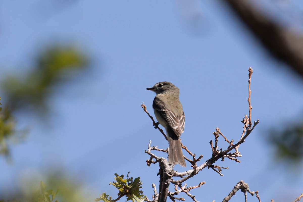 Dusky Flycatcher - ML459261301