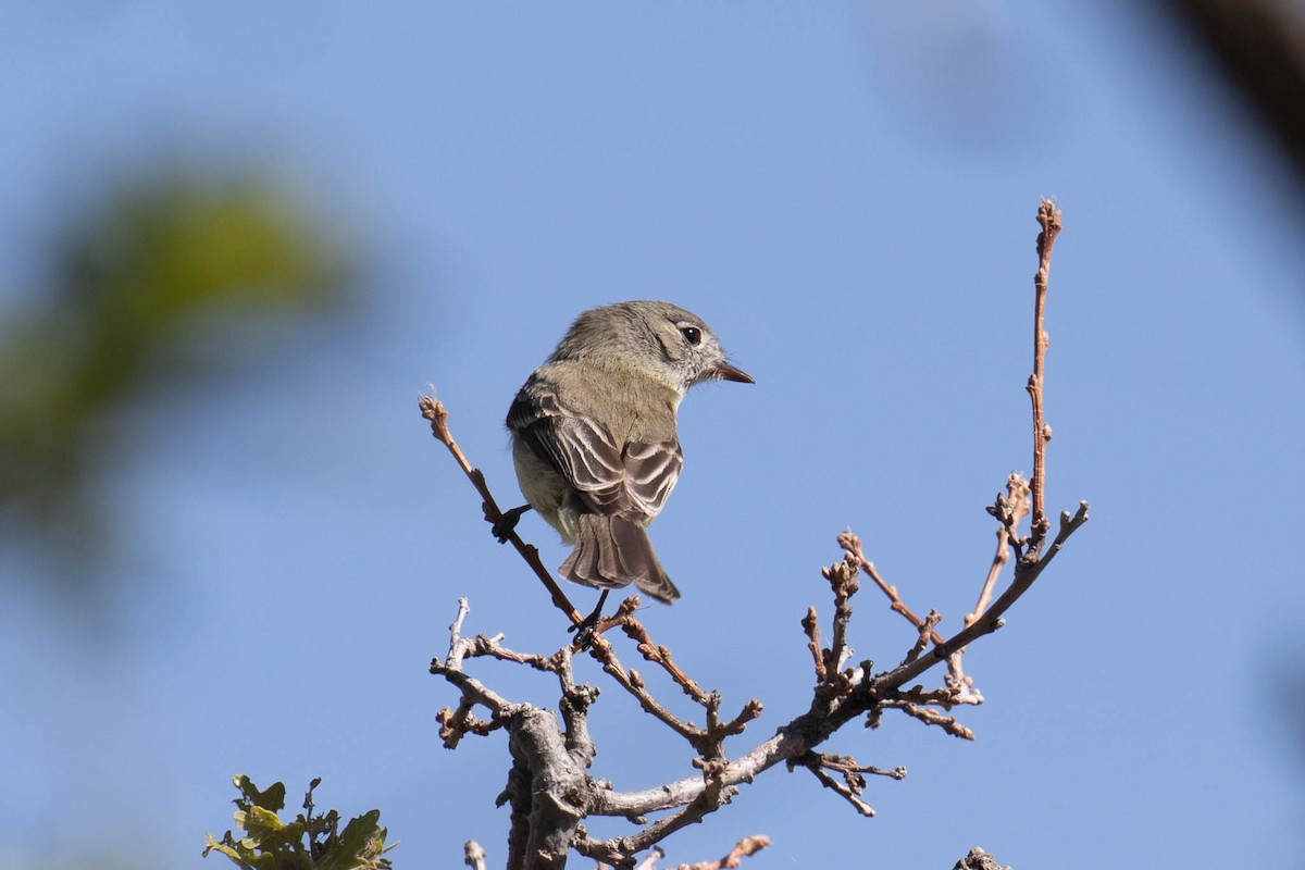 Dusky Flycatcher - ML459261311