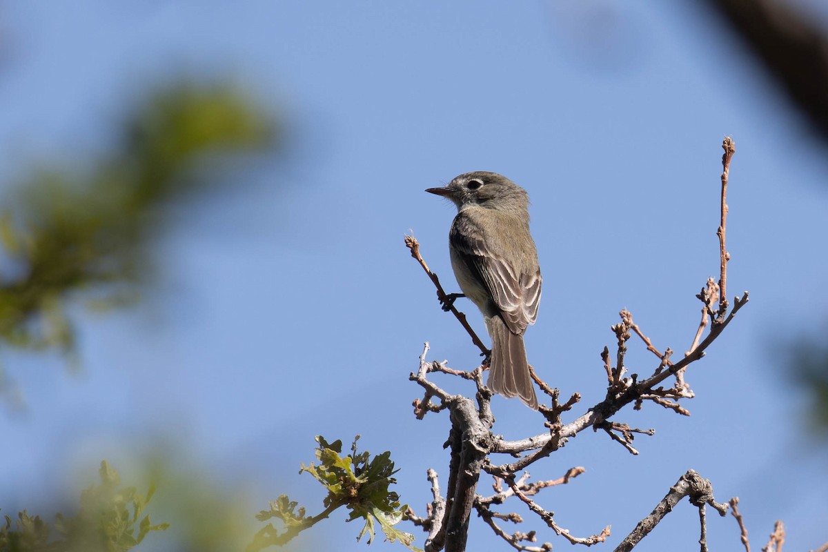 Dusky Flycatcher - ML459261321